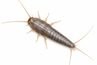 silverfish pest control in thornton colorado