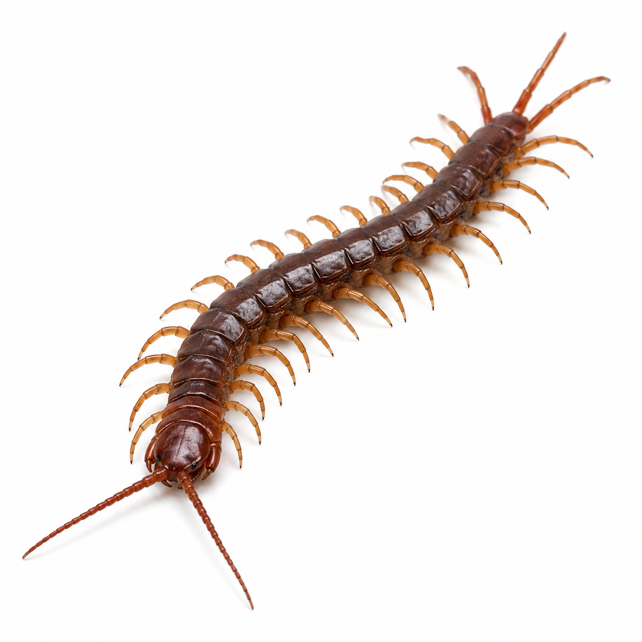 centipede pest control in thornton colorado