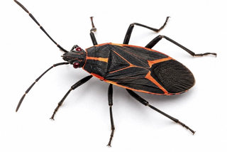 box elder bug pest control in thornton colorado