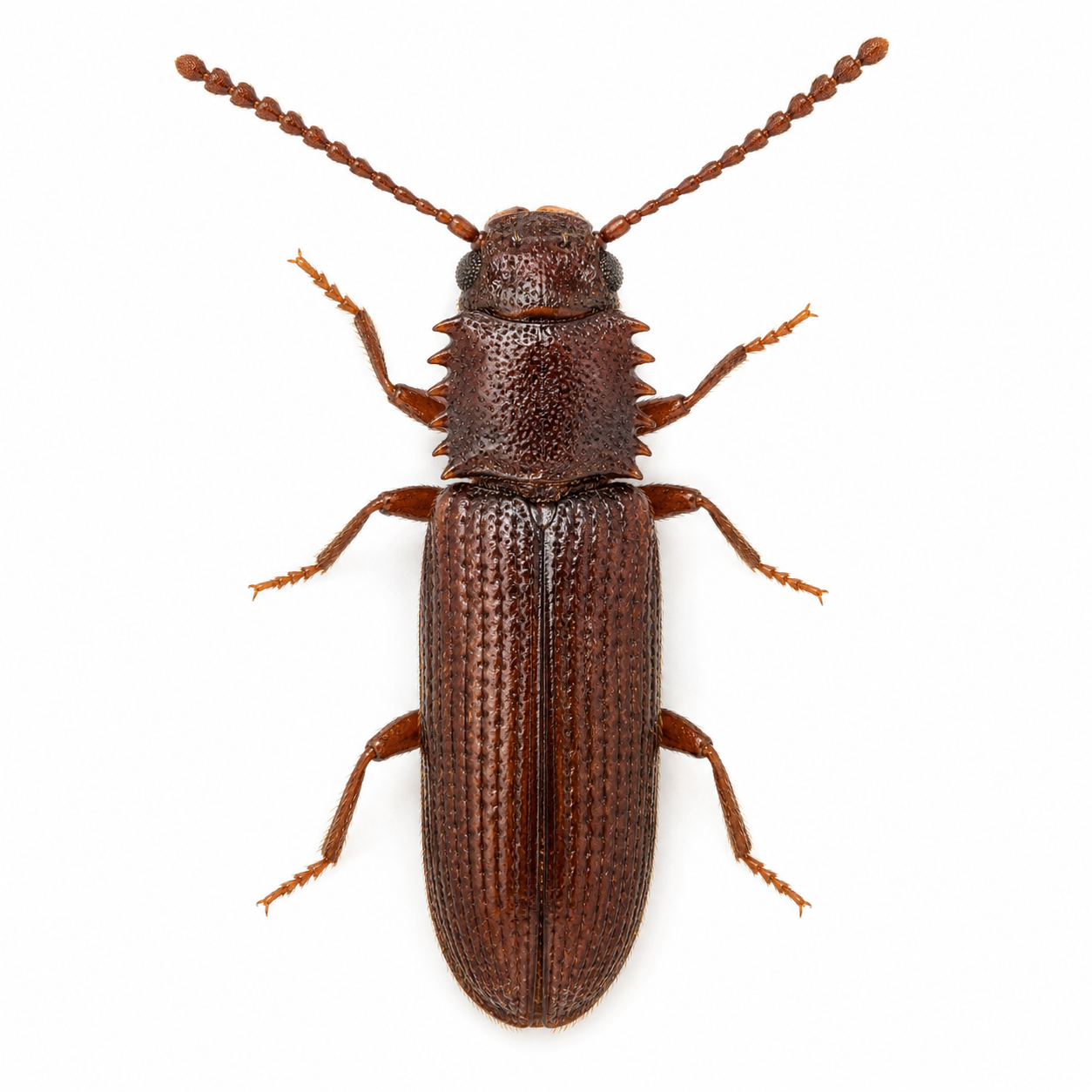 stored product pest pest control in thornton colorado