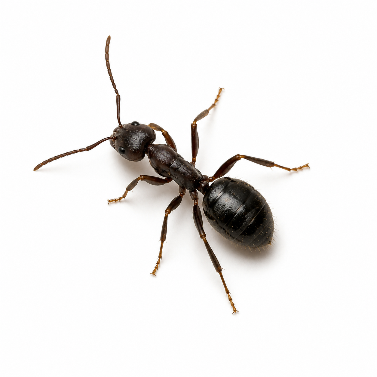 ant pest control in thornton colorado