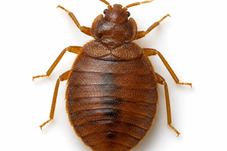 bed bug pest control in thornton colorado
