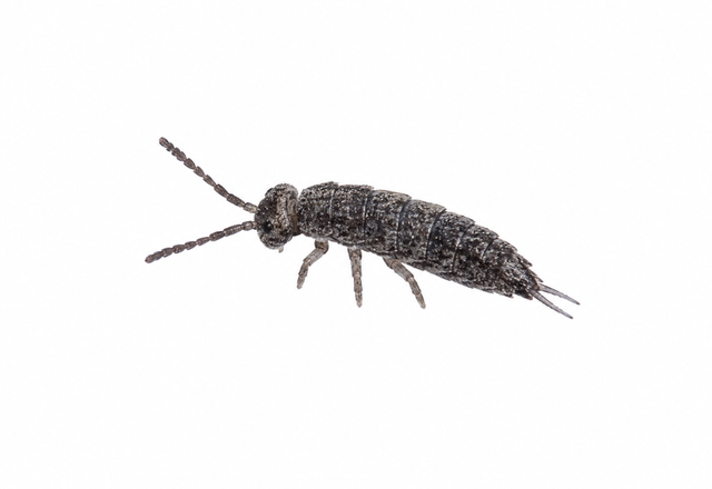 springtail pest control in thornton colorado