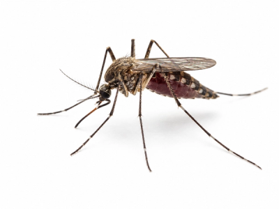 mosquito pest control in thornton colorado