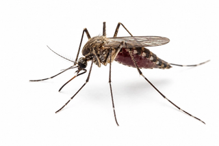 mosquito pest control in thornton colorado