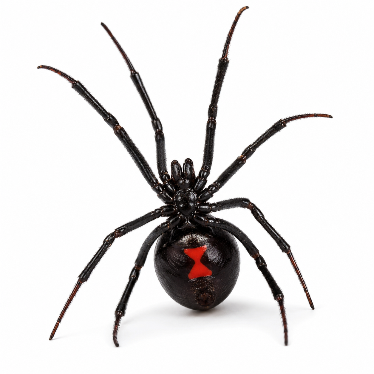 black widow spider pest control in thornton colorado