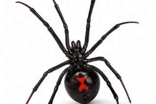 black widow spider pest control in thornton colorado