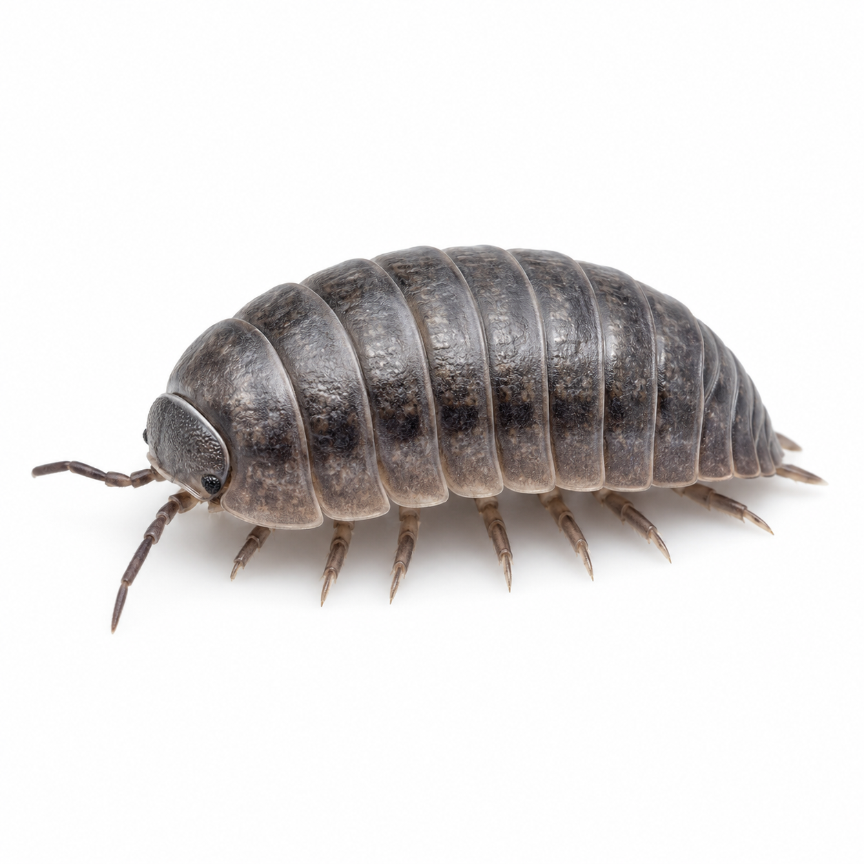 pill bug pest control in thornton colorado
