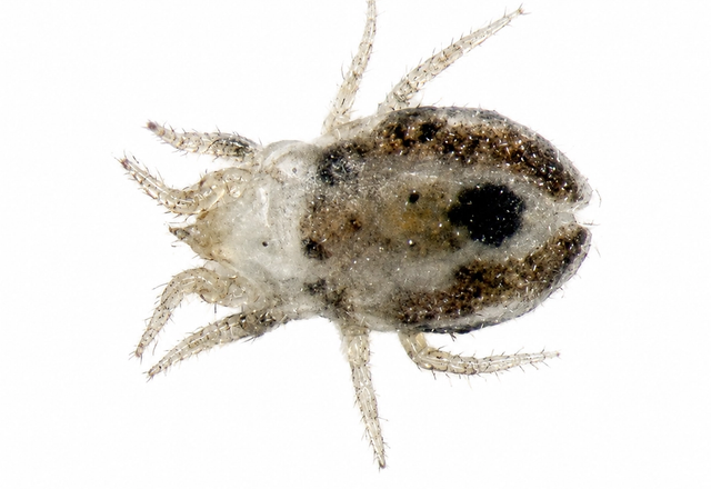 bird mite pest control in thornton colorado