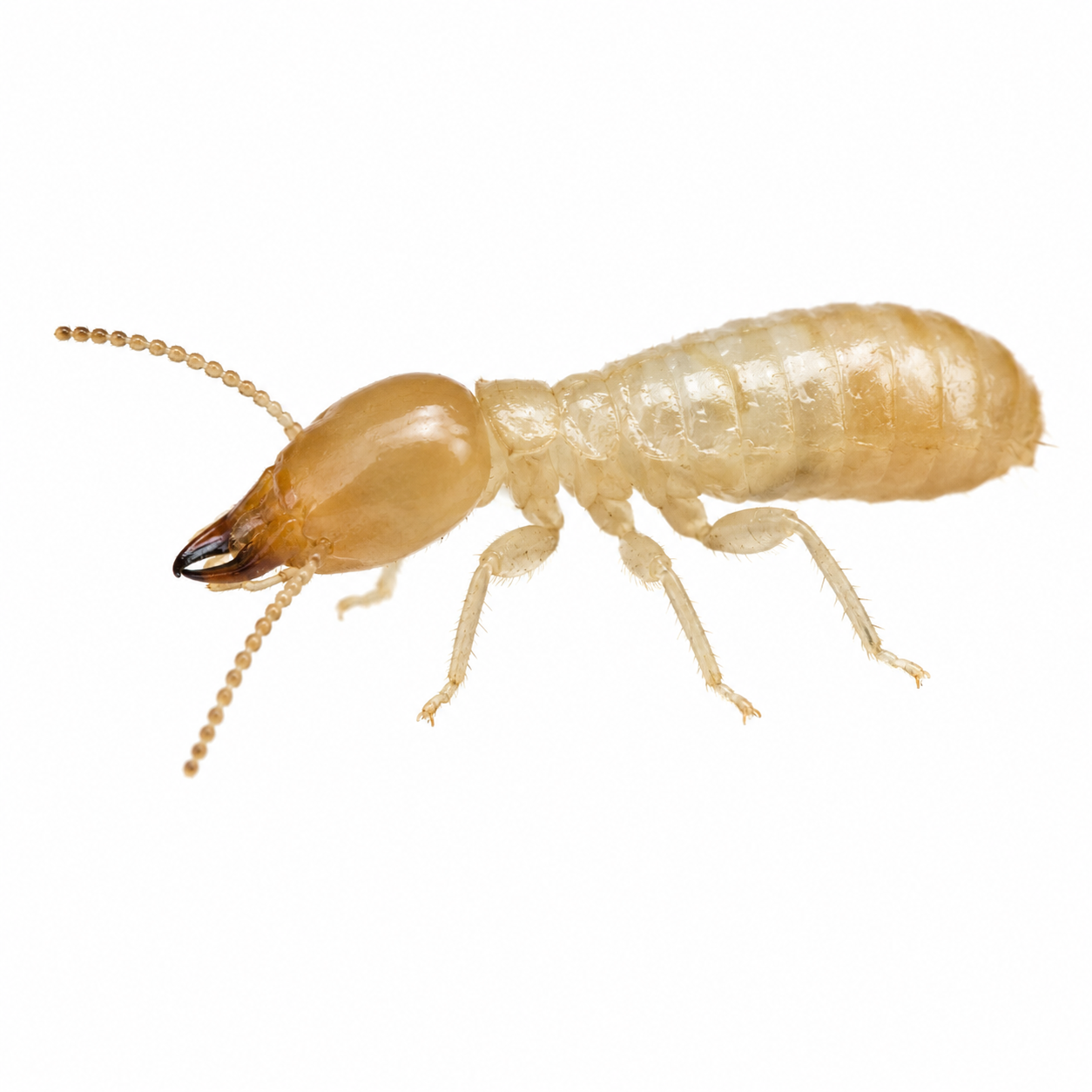 subterranean termite pest control in thornton colorado