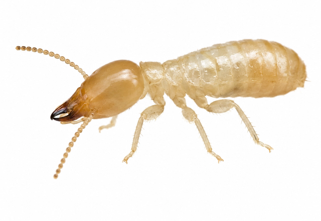 subterranean termite pest control in thornton colorado