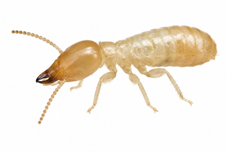 subterranean termite pest control in thornton colorado
