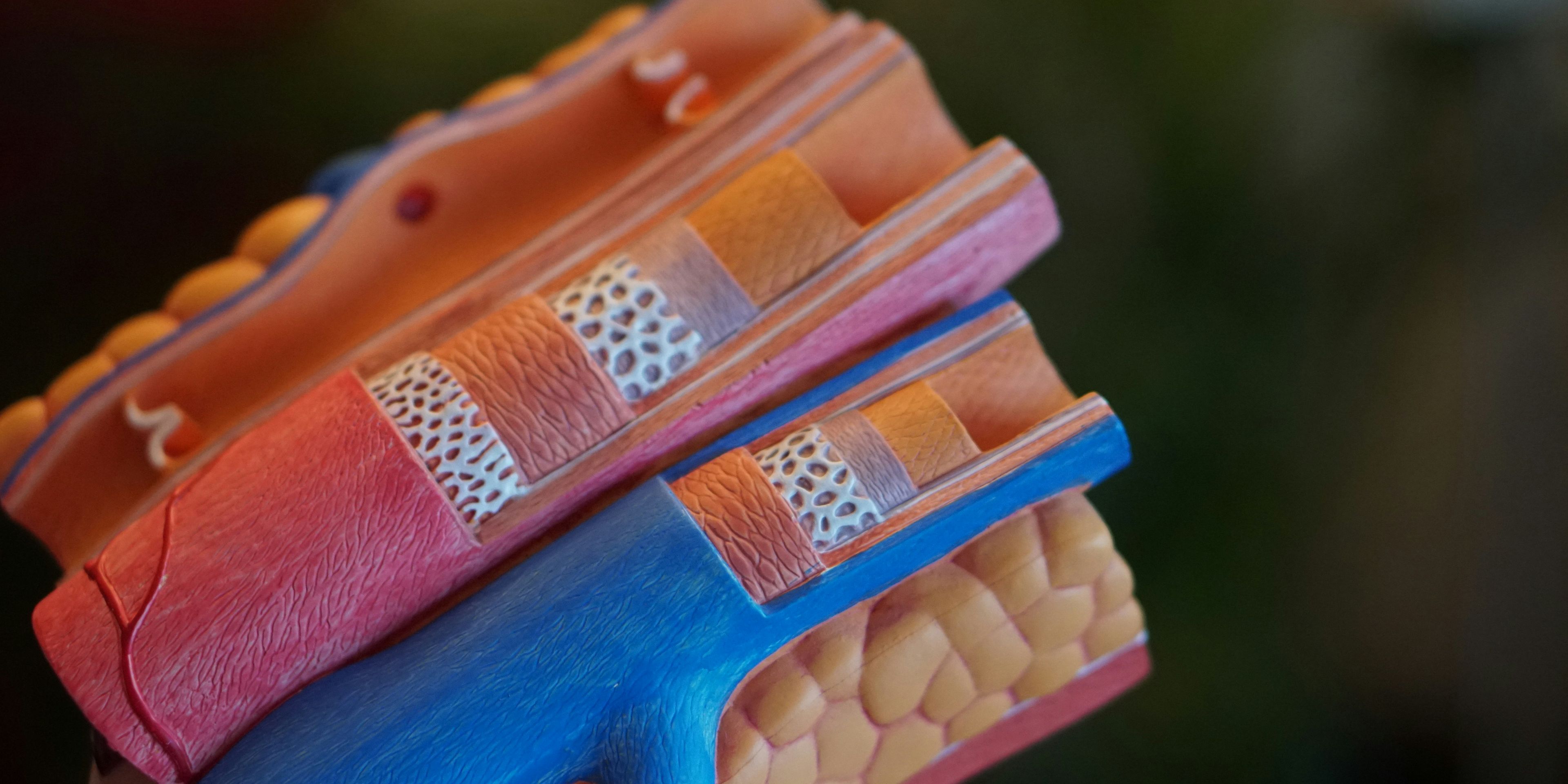 artery cross sectional view