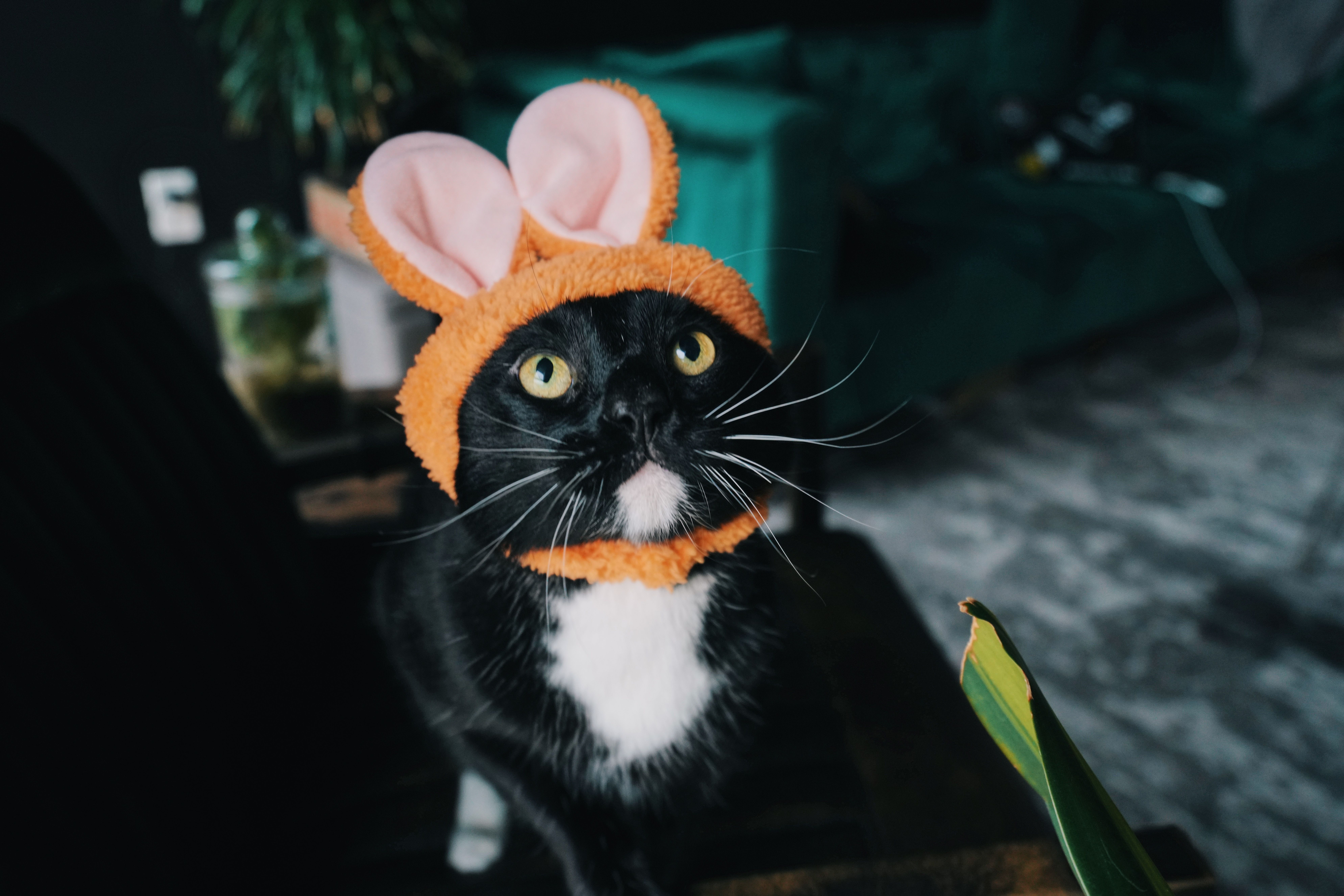 Do I look good in a hat?