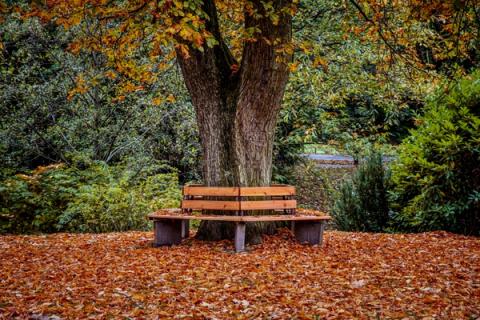 Qué hacer en el jardín a principios de otoño: preparar el espacio para todo el año