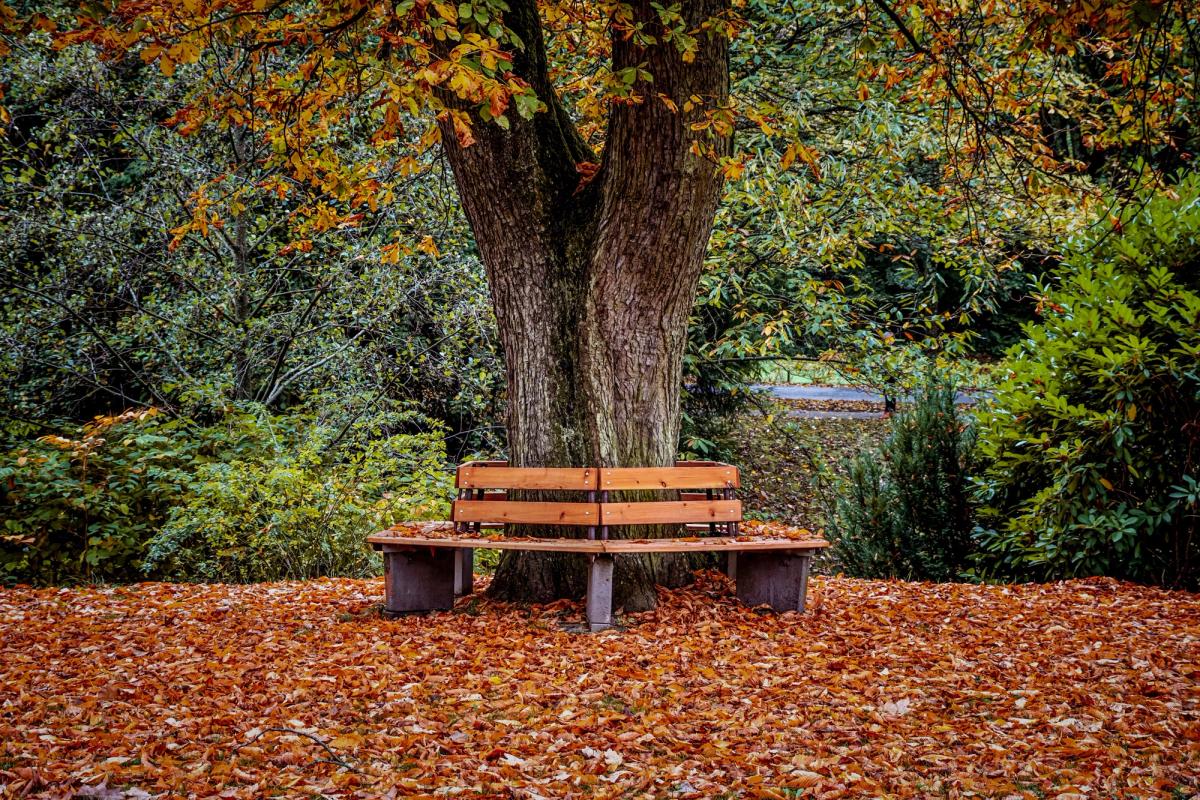 Qué hacer en el jardín a principios de otoño: preparar el espacio para todo el año