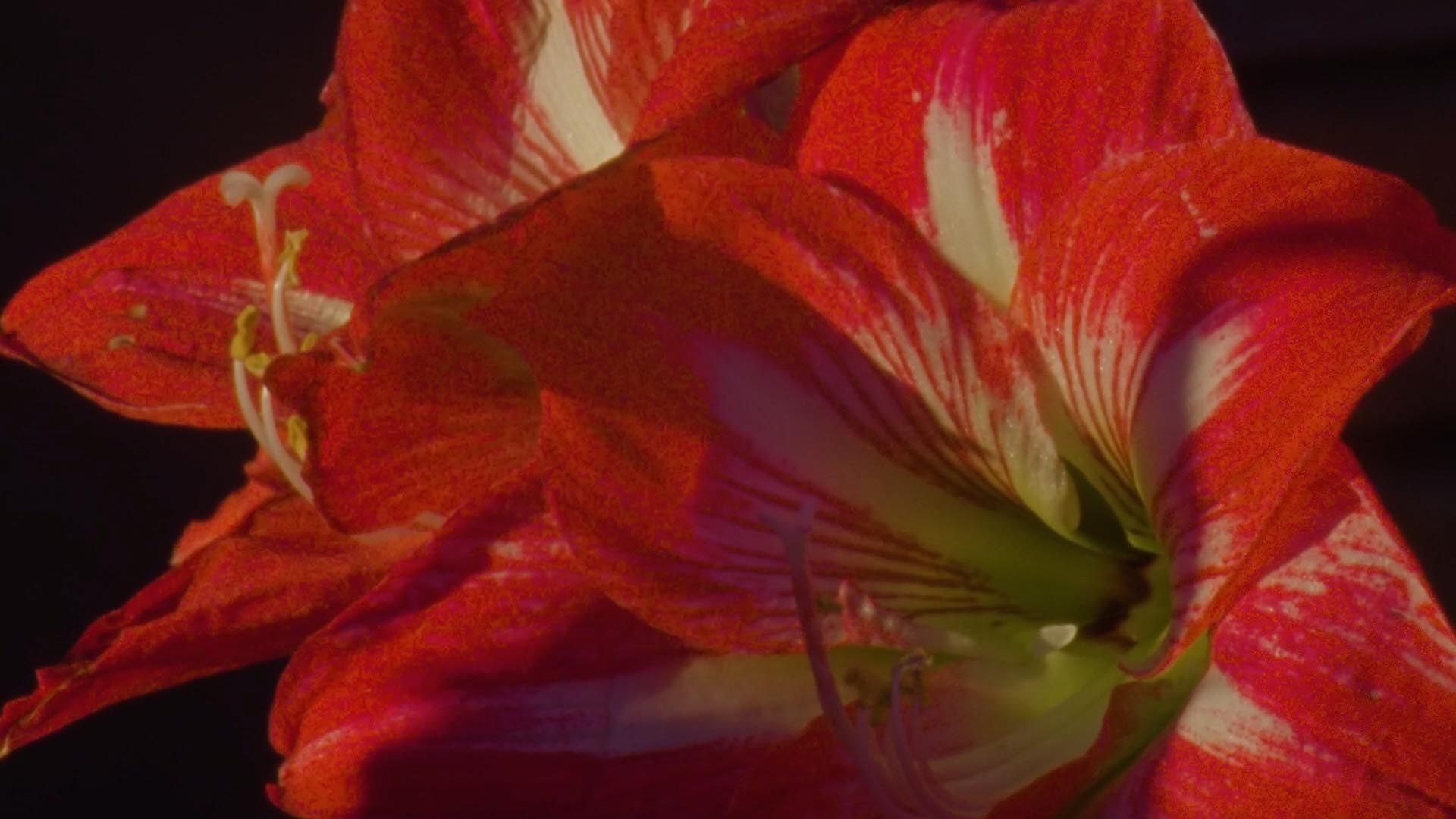 'Seed to Cup' Mini-Documentary — frame 1