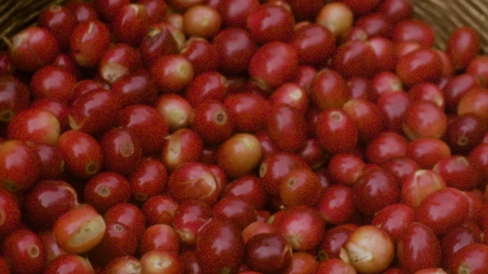'Seed to Cup' Mini-Documentary — frame 12