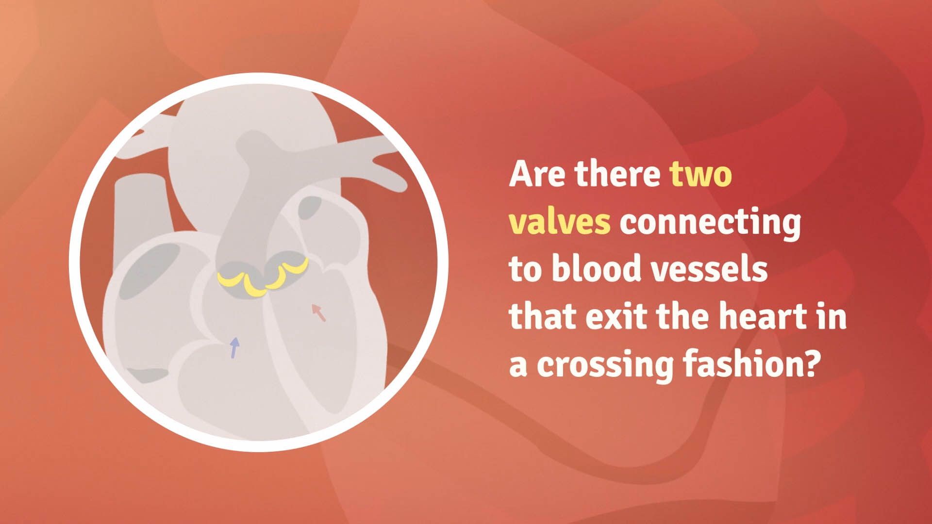 Understanding Ultrasounds — frame 11