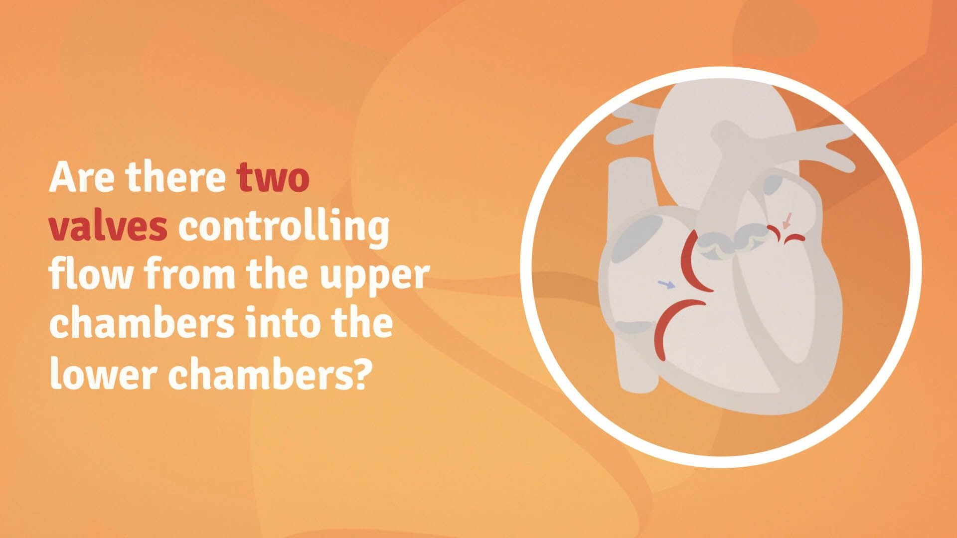 Understanding Ultrasounds — frame 10