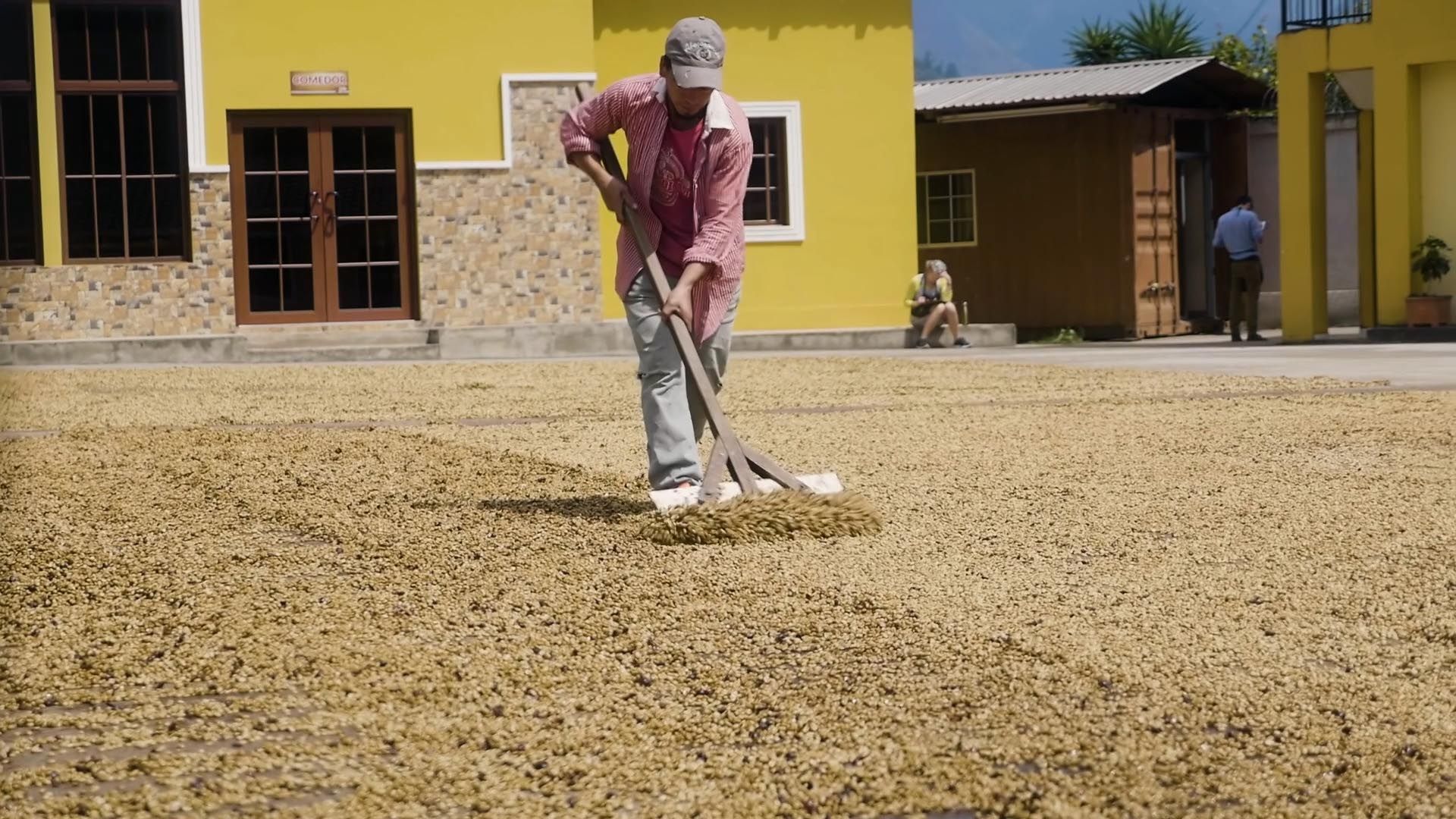 'Seed to Cup' Mini-Documentary — frame 9