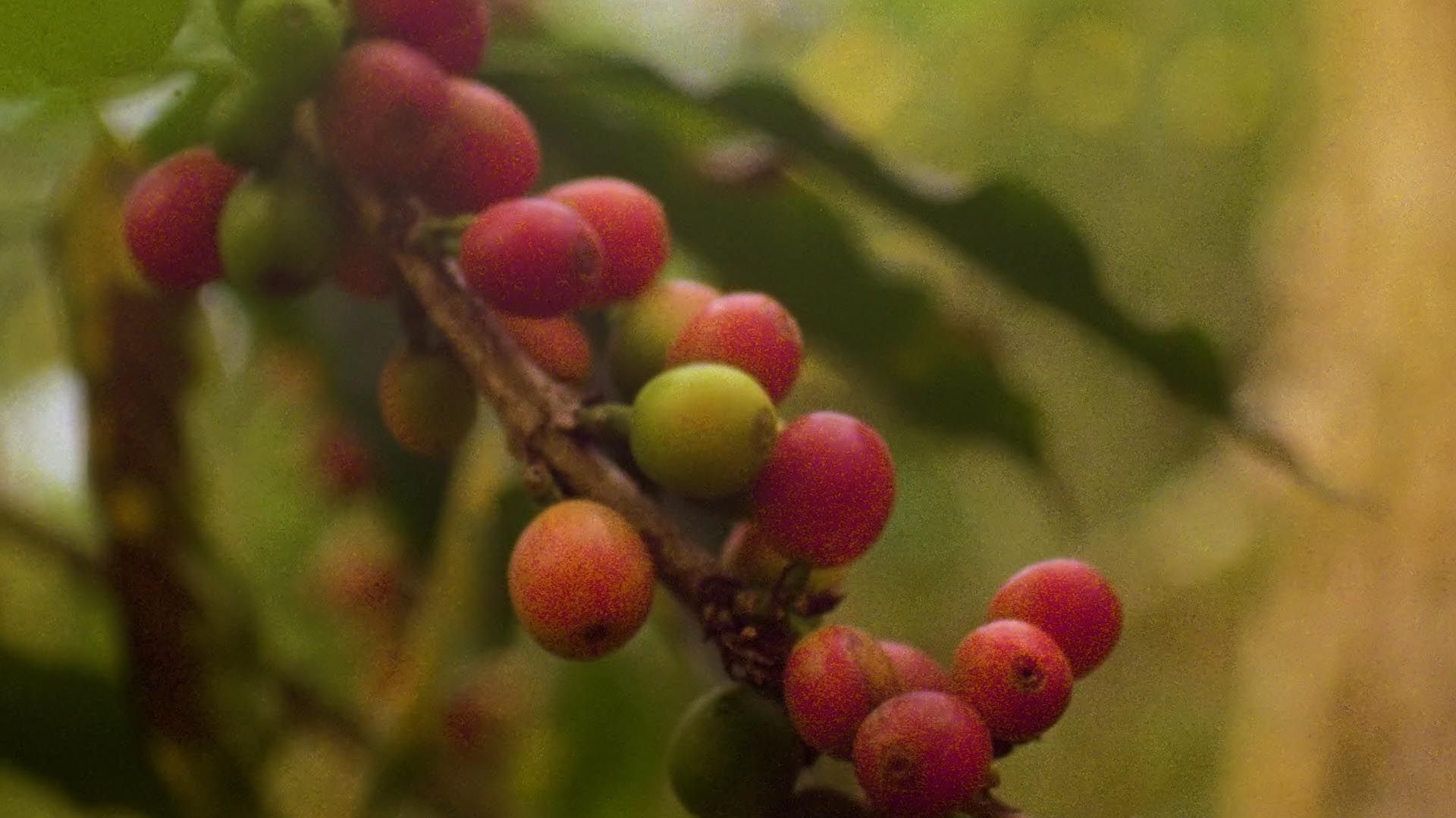 'Seed to Cup' Mini-Documentary — frame 4