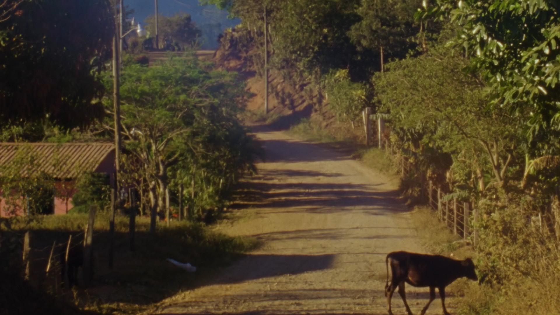 'Seed to Cup' Mini-Documentary — frame 2