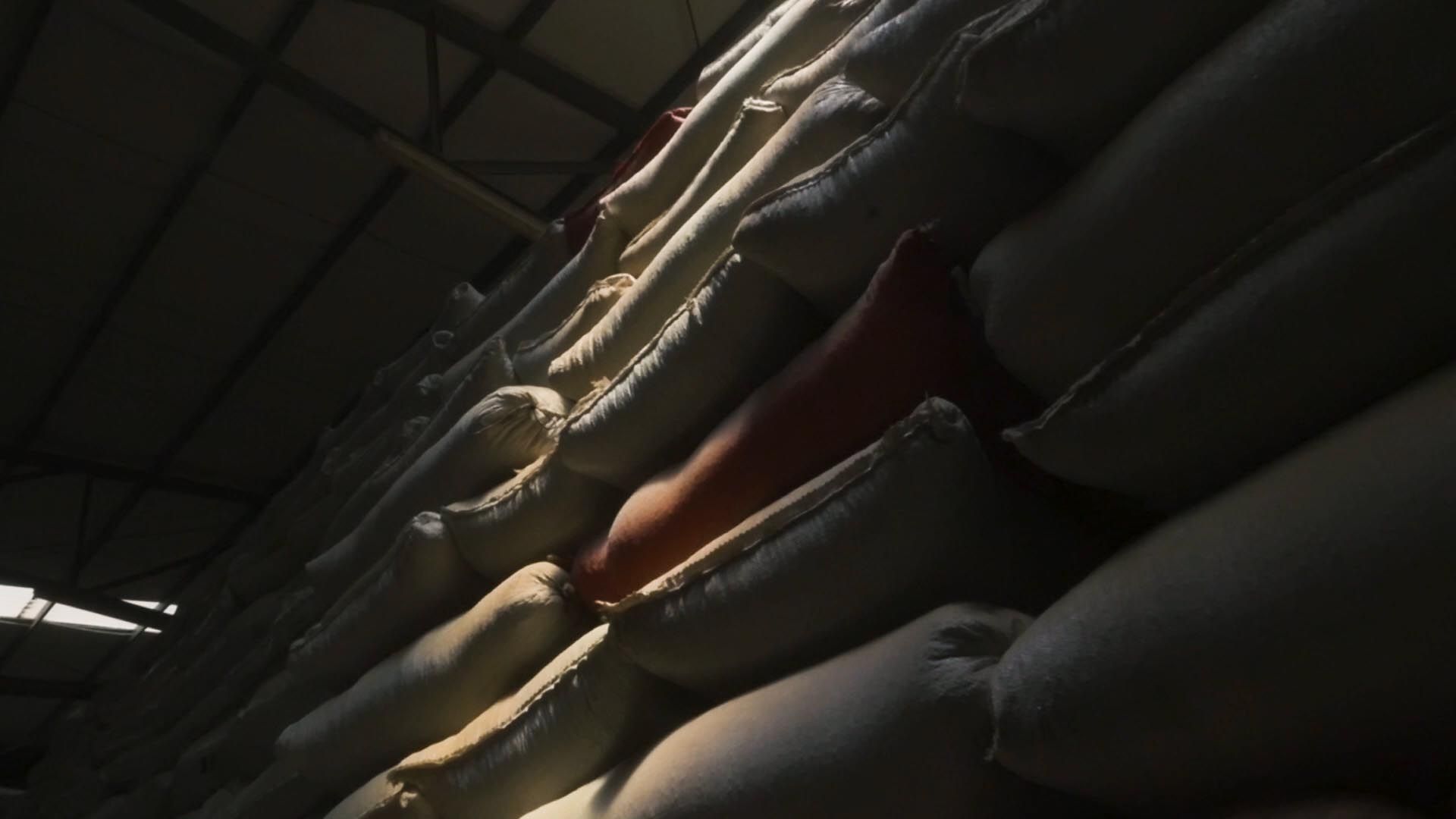 'Seed to Cup' Mini-Documentary — frame 15