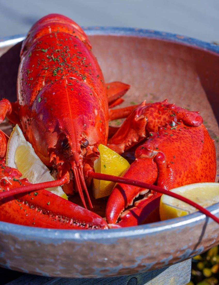 Fresh Maine lobster