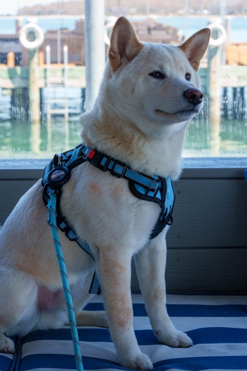 A dog enjoying the dock at Claudio's