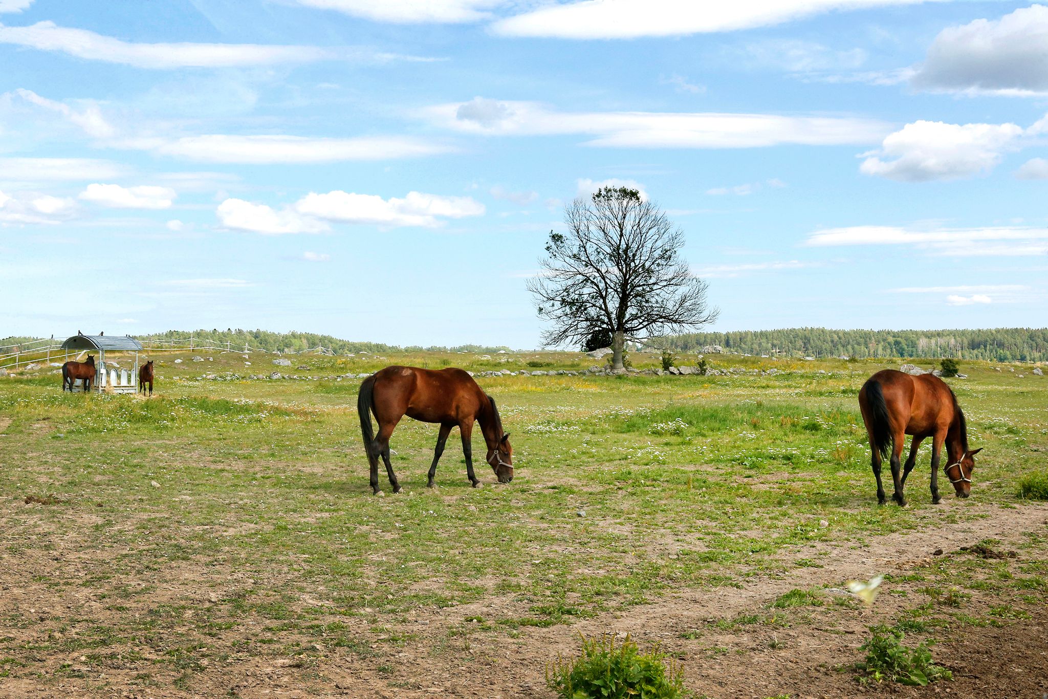 Unghästar betar på Hårby Gård
