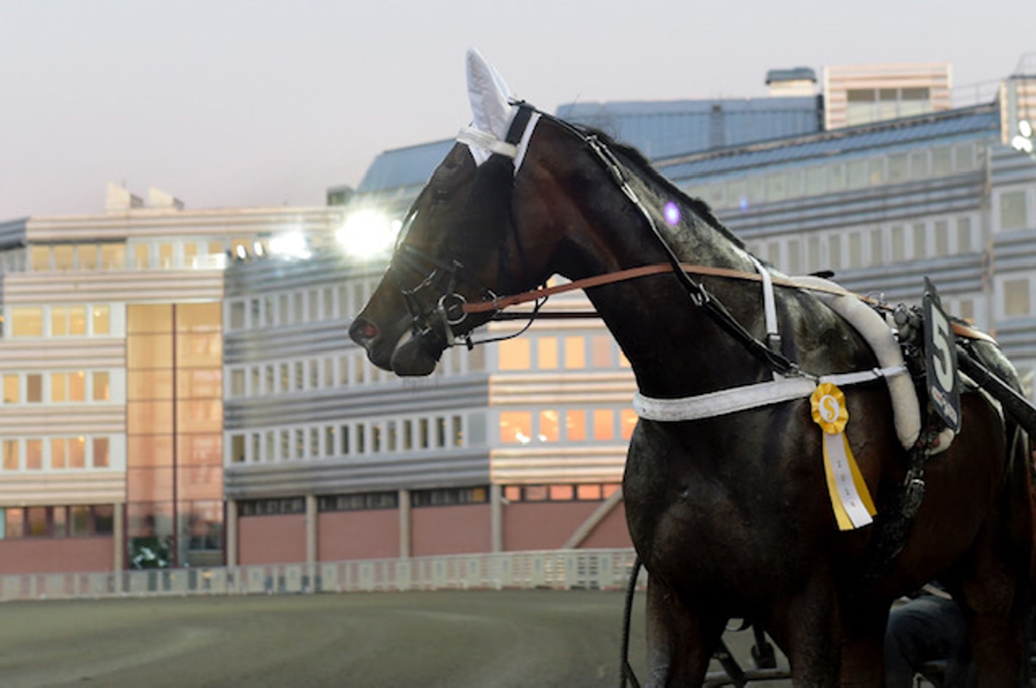 Zolly efter seger.jpg