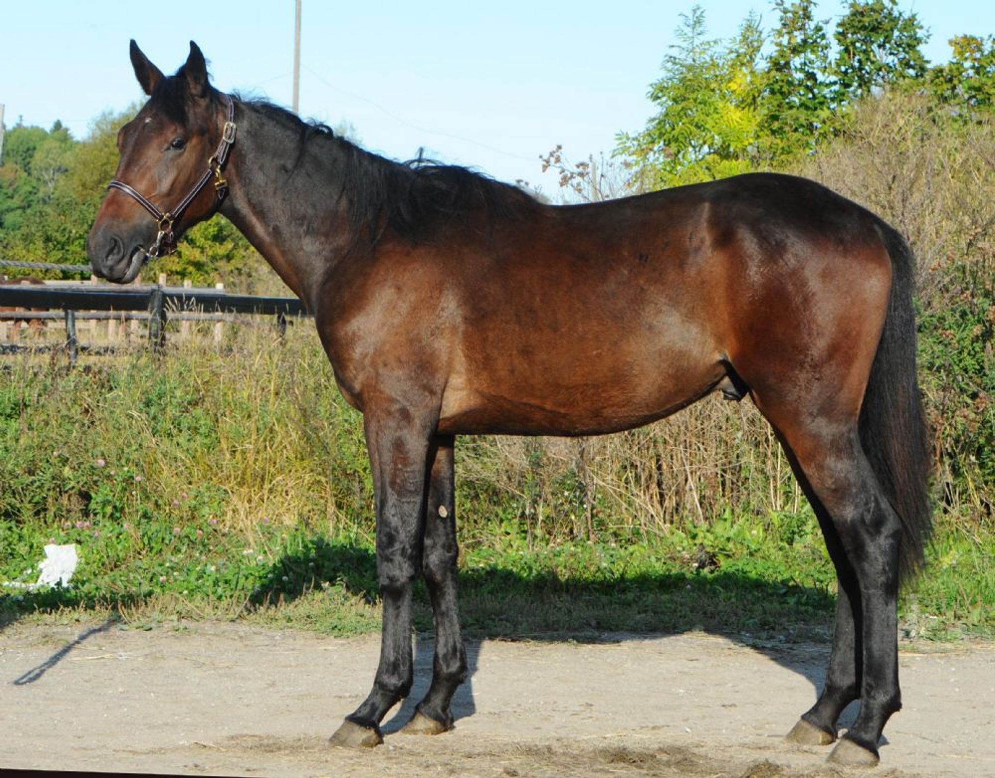 725_118wingslevel-190919