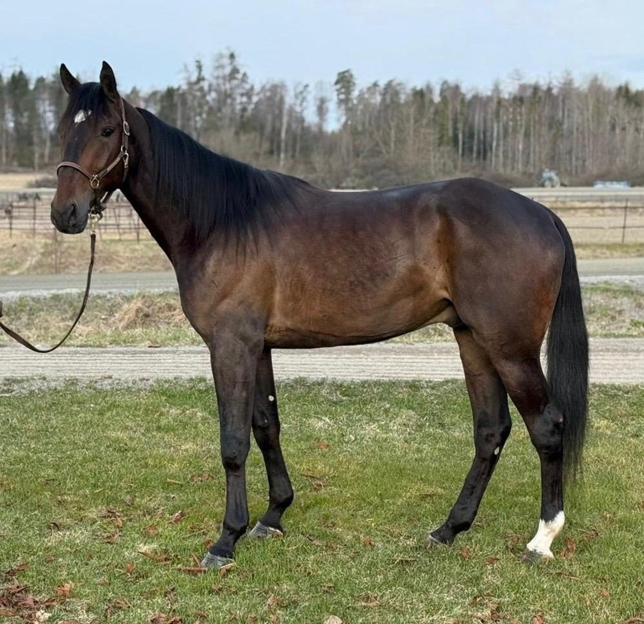 Bild på Global Hayden