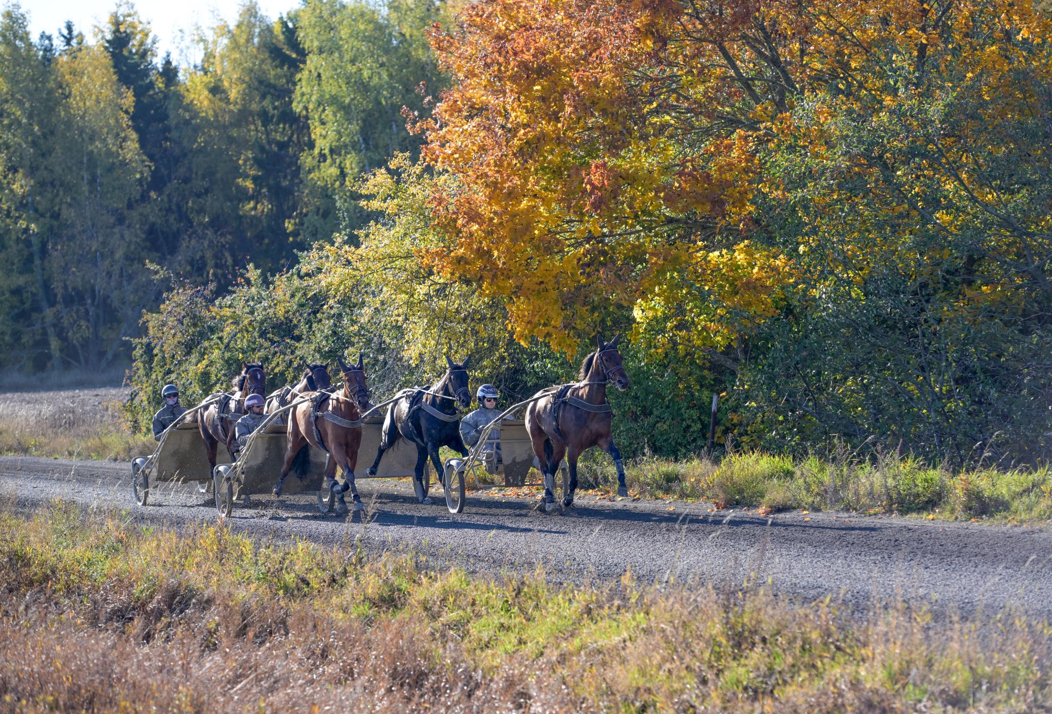 Träning på Hårby Gård