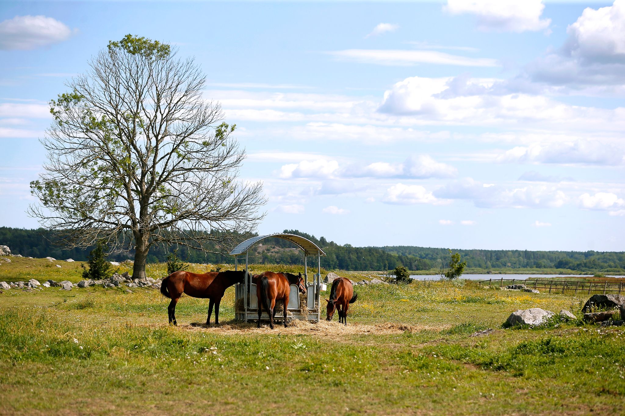 Unghästar i hage på Hårby Gård