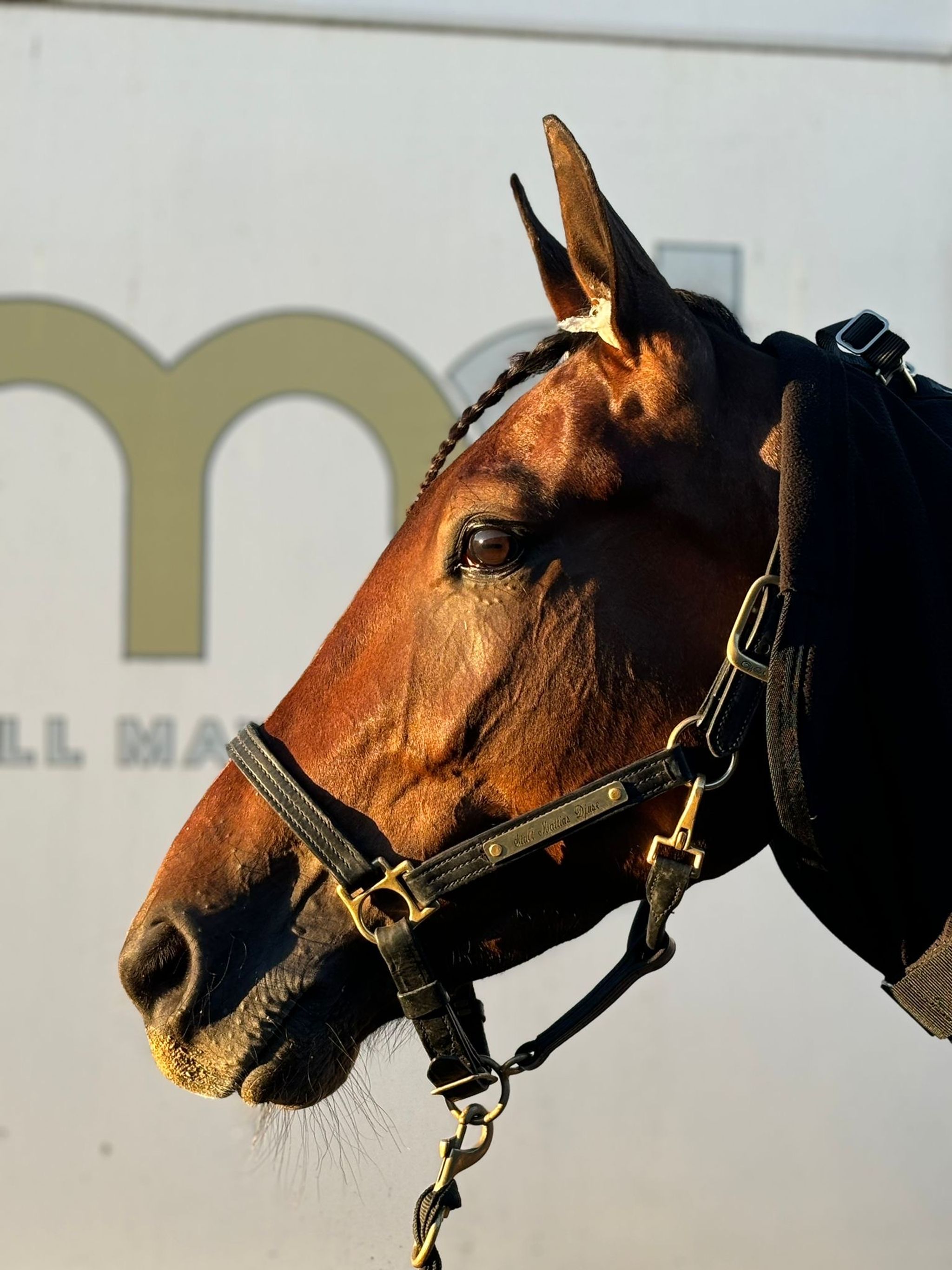 13cea281-a7a0-40b2-b64f-b625c3f0f1e9