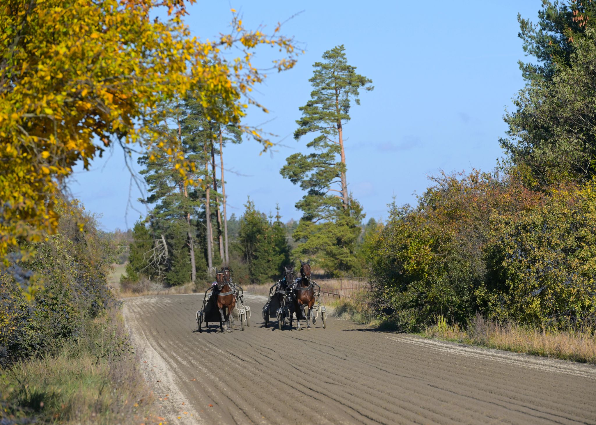 Träning på Hårby Gård