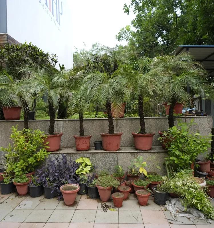 Potted palms and plants lining a terrace outside AIHP Broadway with the building signage in the background