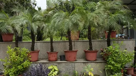 Potted palms and plants lining a terrace outside AIHP Broadway with the building signage in the background