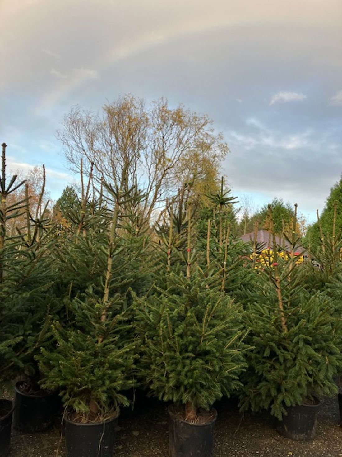 Bloemisterij Gradussen in Bergharen — duurzame kerstboom