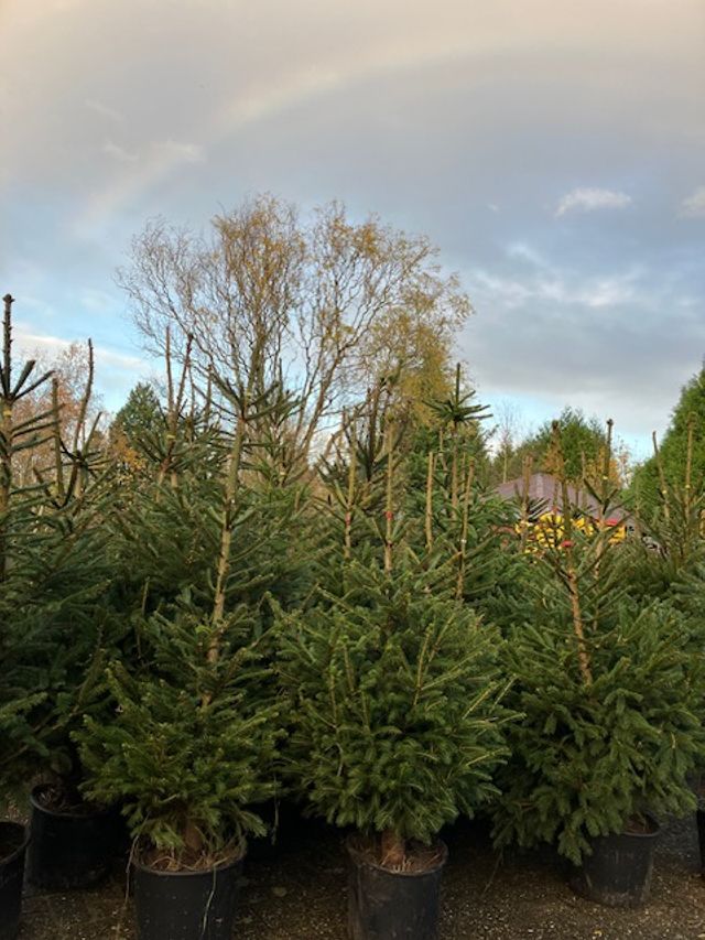 Bloemisterij Gradussen in Bergharen — duurzame kerstboom