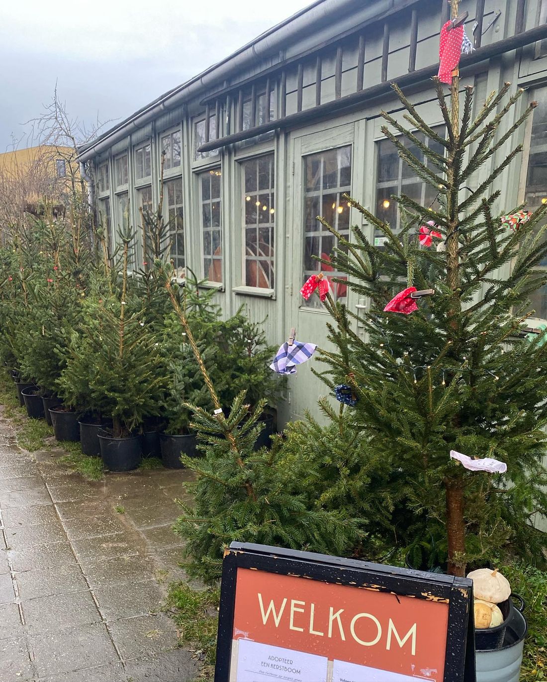 De Warmoes Historische tuinderij in Lent — duurzame kerstboom
