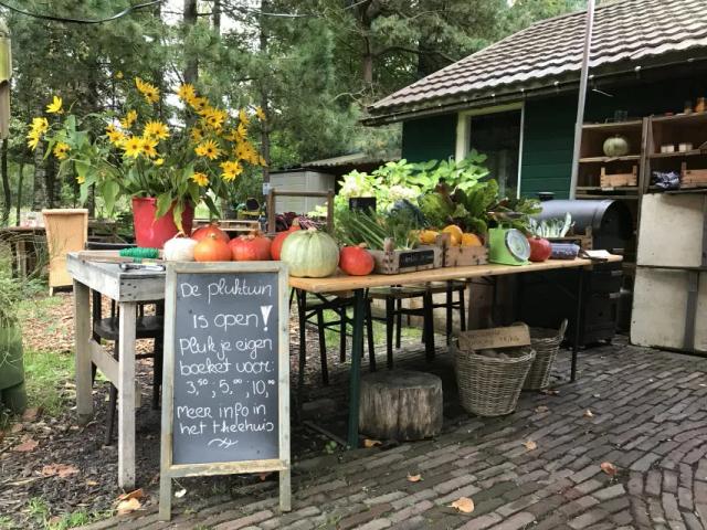Natuurtalent in Rotterdam — duurzame kerstboom