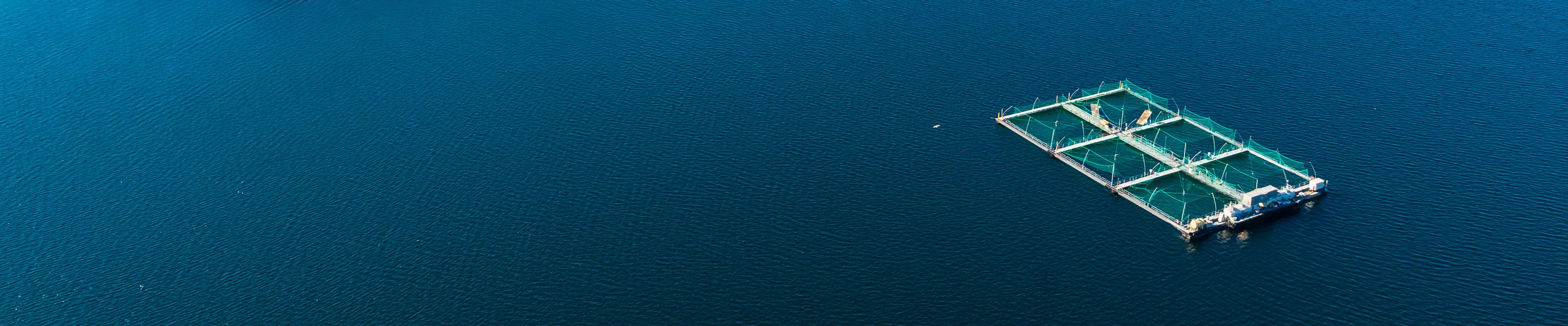 picture of fish