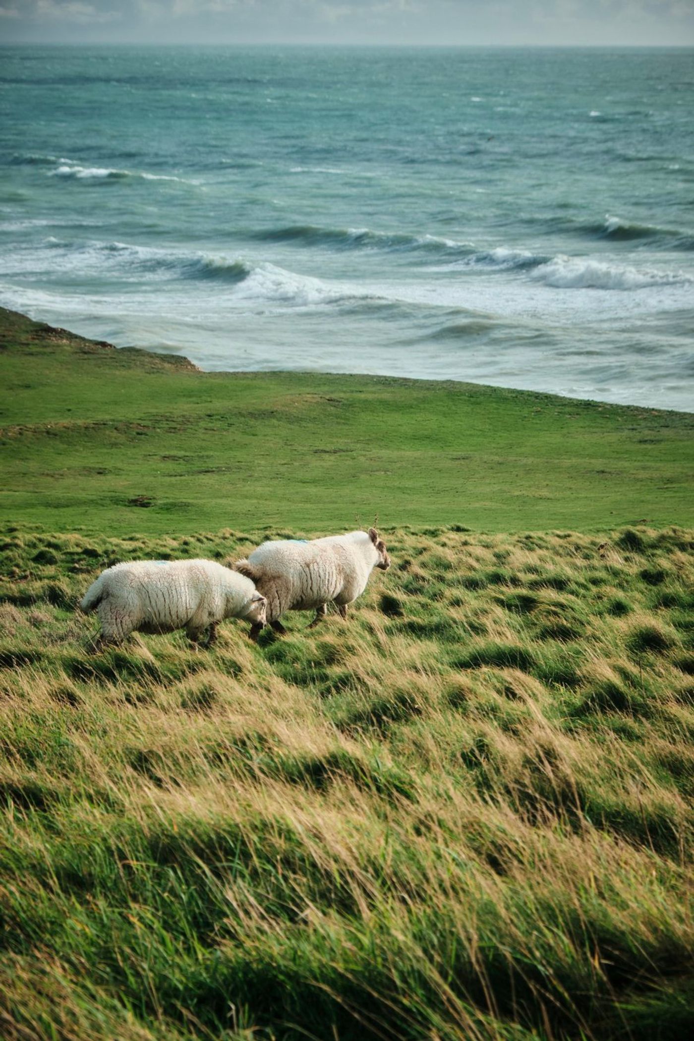 Hiking across the Seven Sisters Cliffs or how I learned to love hiking! gallery image 11