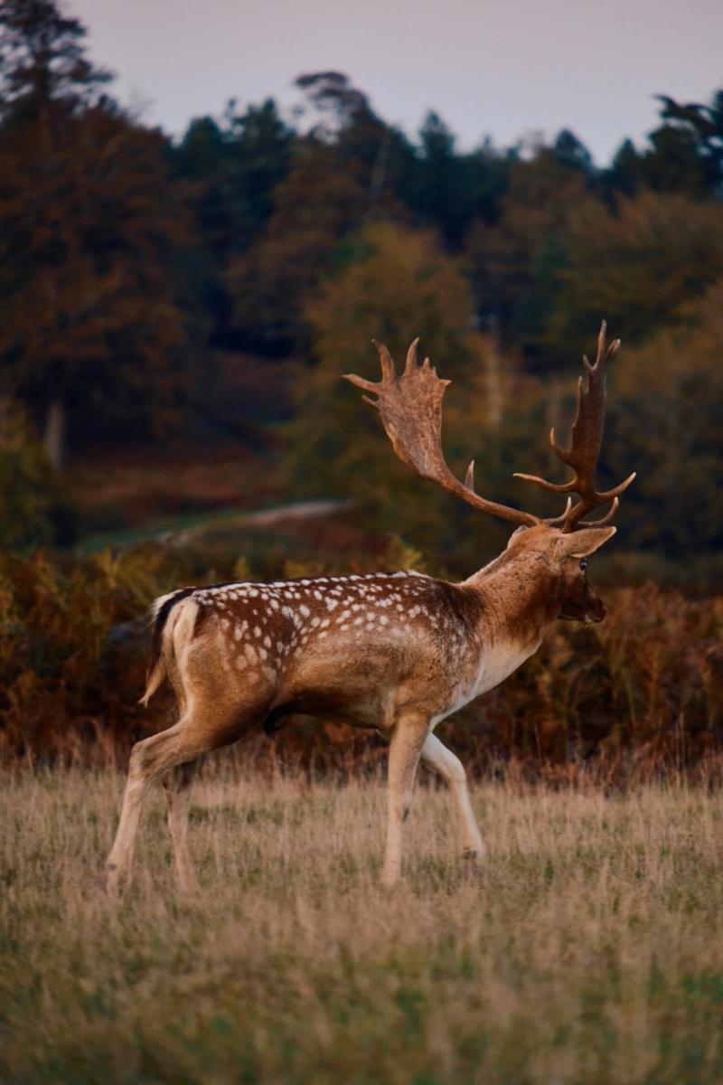 Nature gallery image 60