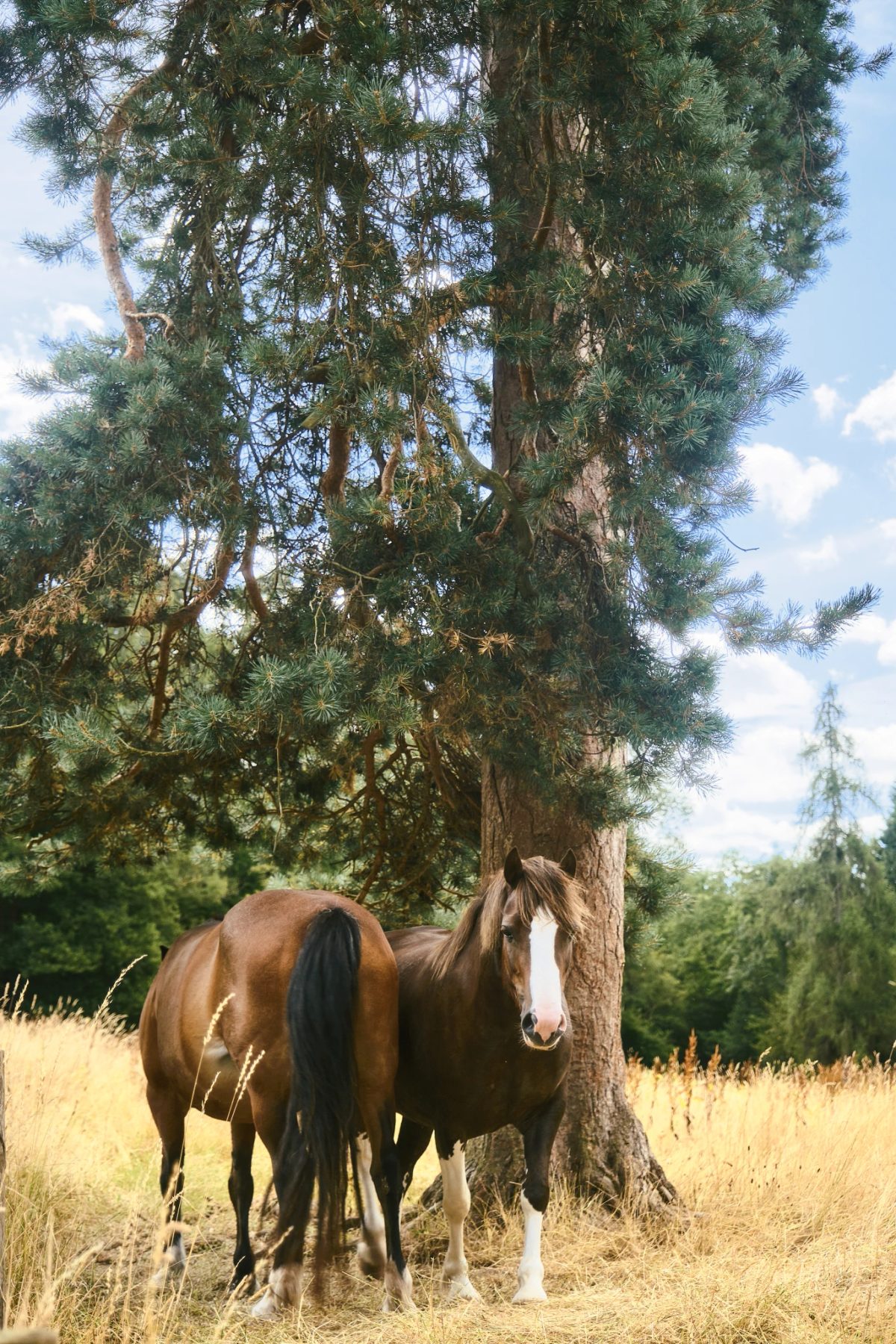 Nature — frame 3