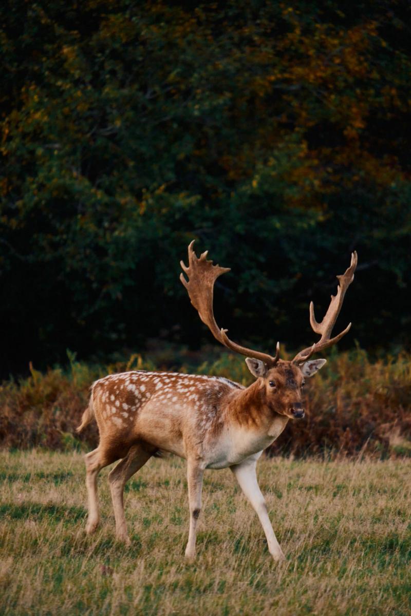 Nature gallery image 61