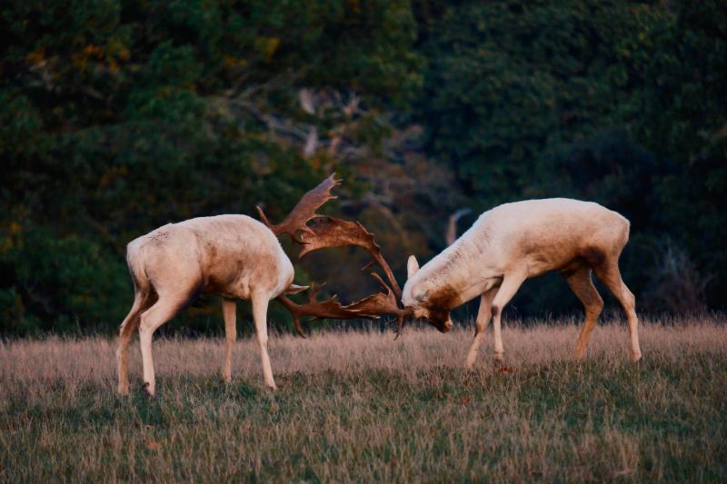 Nature gallery image 57